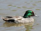 Falcated Duck (WWT Slimbridge July 2013) - pic by Nigel Key